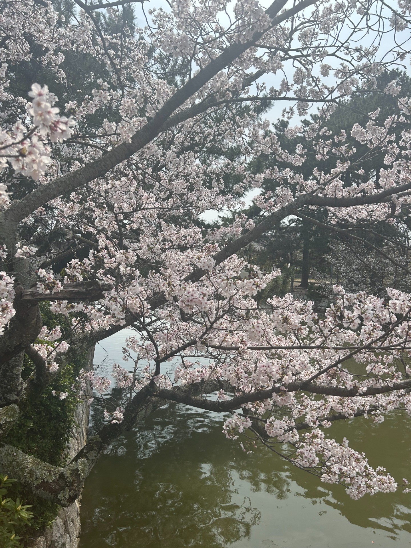 さくらまつり