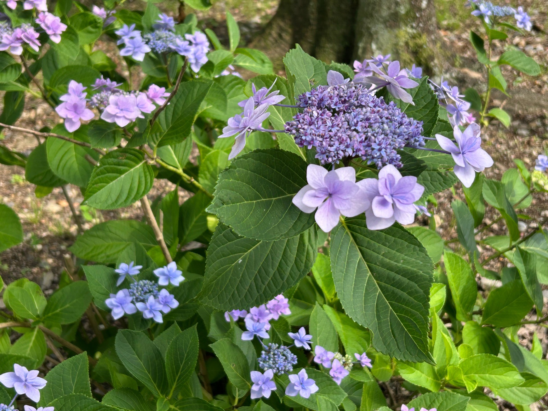 梅雨を彩る紫陽花🌼