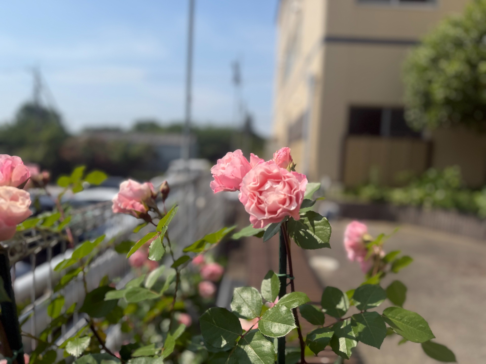 初夏のご挨拶